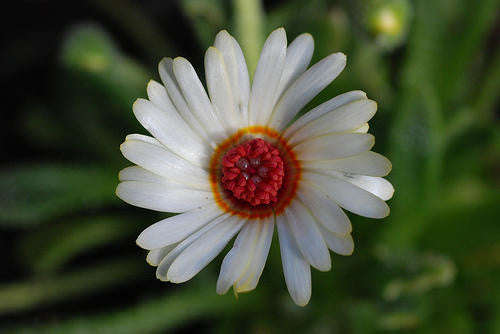 Dorotheanthus Maughanii - Indigenous South African Succulent - 10 Seeds