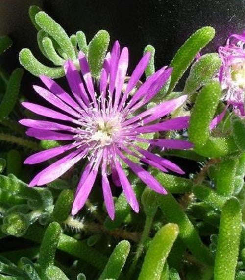 Drosanthemum Floribundum - Indigenous South African Succulent - 10 Seeds