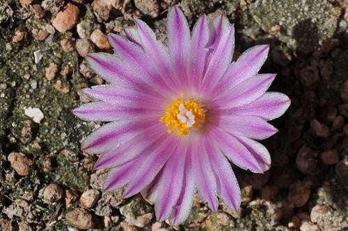 Eurystigma Clavatum - Indigenous South African Succulent - 5 Seeds