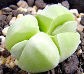 Gibbaeum Album - Indigenous South African Succulent - 10 Seeds