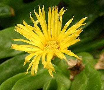 Glottiphyllum Longum - Indigenous South African Succulent - 10 Seeds