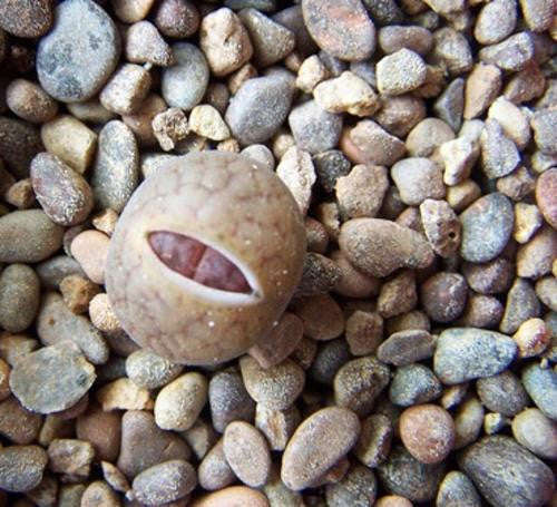 Lithops hookeri var marginata - Indigenous South African Succulent - 10 Seeds