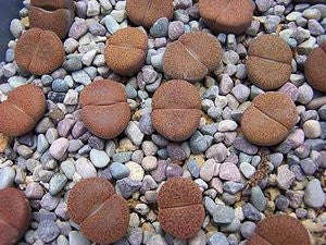 Lithops Lesliei var Mariae - Indigenous South African Succulent - 10 Seeds