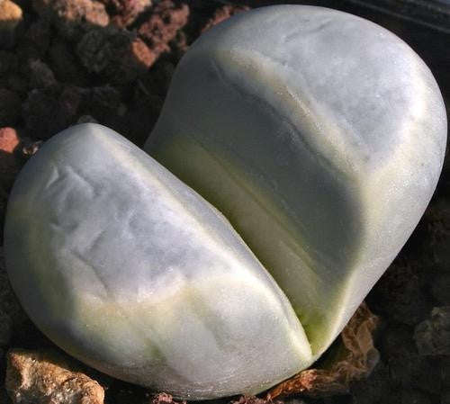 Lithops meyeri - Indigenous South African Succulent - 10 Seeds