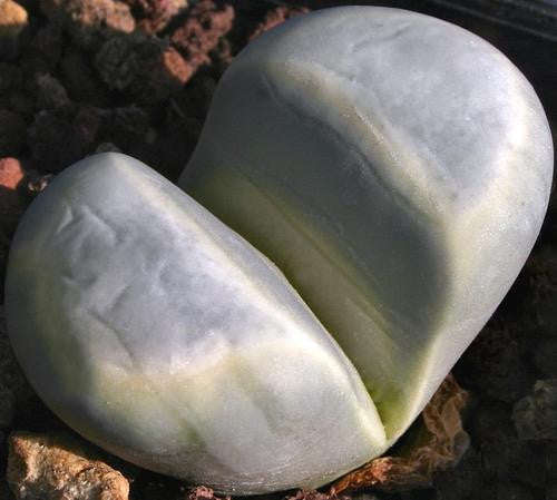 Lithops meyeri - Indigenous South African Succulent - 10 Seeds