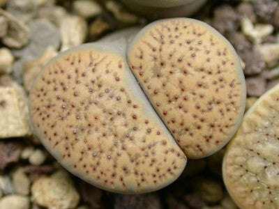 Lithops Verruculosa ssp Verruculosa - Indigenous South African Succulent - 10 Seeds