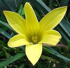 Romulea Flava - Indigenous South African Bulb - 5 Seeds