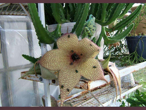 Stapelia gigantea - Indigenous South African Succulent - 10 Seeds