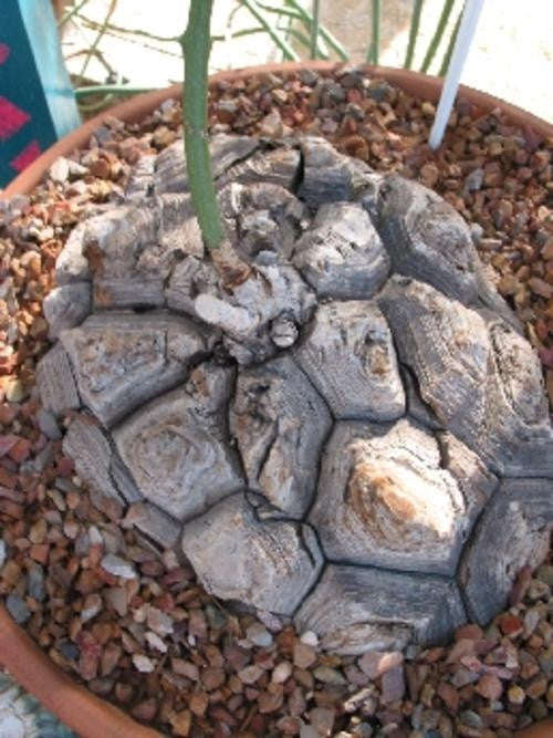 Dioscorea Elephantipes - Indigenous South African Succulent - 10 Seeds