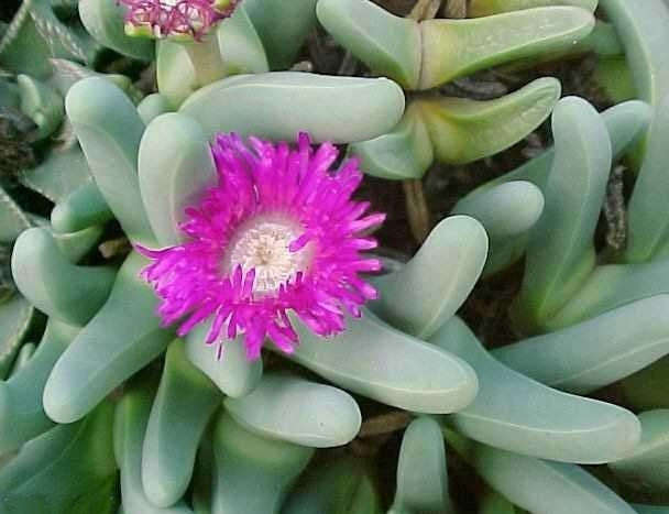 Argyroderma Fissum - Indigenous South African Succulent - 10 Seeds
