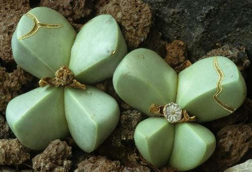 Argyroderma Ringens - Indigenous South African Succulent - 10 Seeds