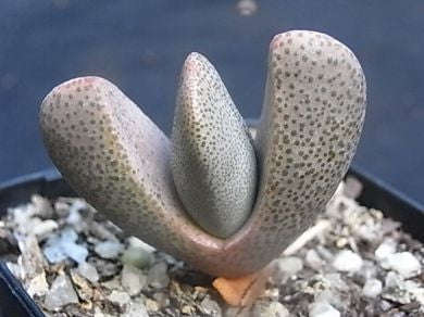 Pleiospilos Compactus ssp Canus - Indigenous South African Succulent - 10 Seeds