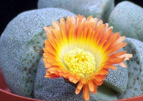 Pleiospilos Nelii - Indigenous South African Succulent - 10 Seeds