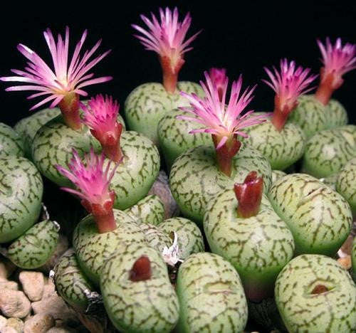 Conophytum Uviforme - Indigenous South African Succulent - 10 Seeds