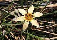 Romulea Obscura v Obscura - Indigenous South African Bulb - 10 Seeds