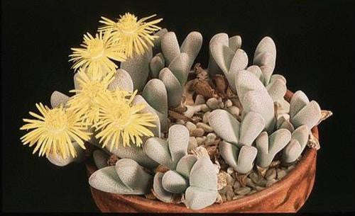 Dinteranthus Puberulus - Indigenous South African Succulent - 10 Seeds
