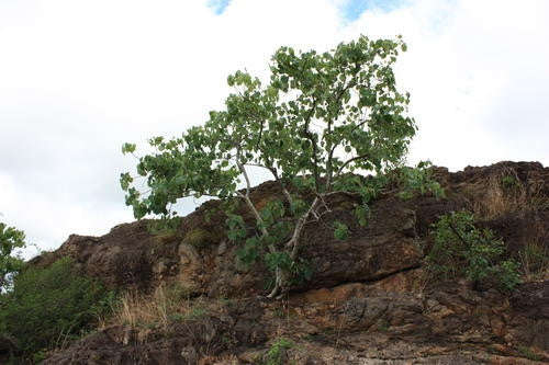 Ficus Abutilifolia - Indigenous South African Fig Tree - 10 Seeds