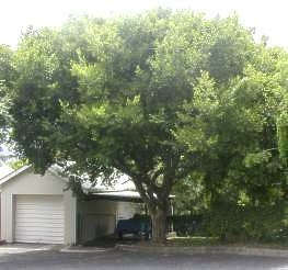 Celtis Africana - Indigenous South African Tree - 10 Seeds