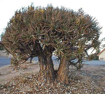 Aloe Ramosissima - Indigenous South African Succulent - 10 Seeds