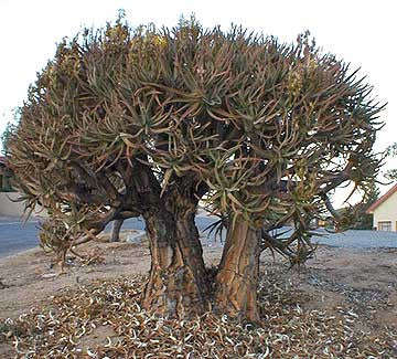 Aloe Ramosissima - Indigenous South African Succulent - 10 Seeds