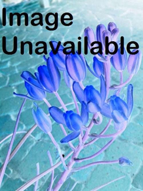 Albuca Decipiens - Indigenous South African Bulb - 10 Seeds
