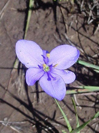 Aristea Abyssinica - Indigenous South African Bulb - 10 Seeds