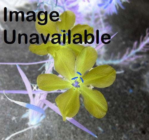 Aristea Anceps - Indigenous South African Bulb - 10 Seeds
