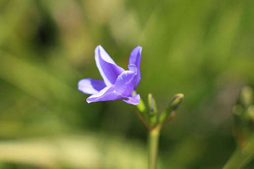 Aristea Ensifolia - Indigenous South African Bulb - 10 Seeds