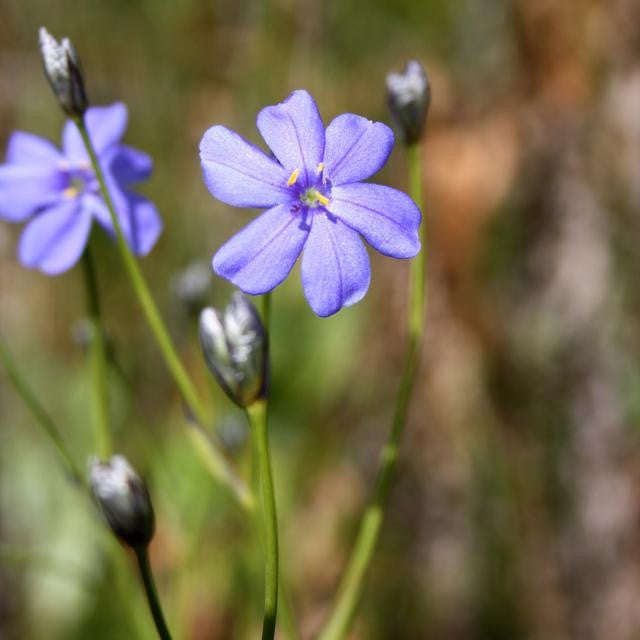 Aristea Palustris - Indigenous South African Bulb - 10 Seeds