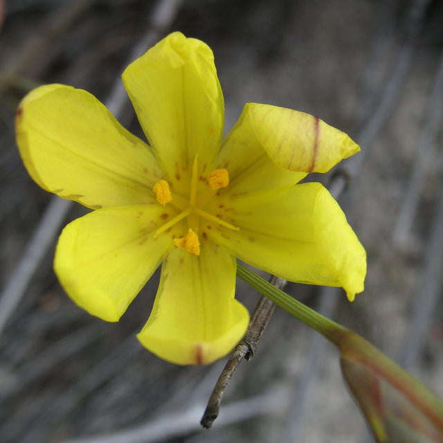 Bobartia Filiformis - Indigenous South African Bulb - 10 Seeds