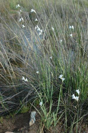 Ixia Rivulicola - Indigenous South African Bulb - 10 Seeds