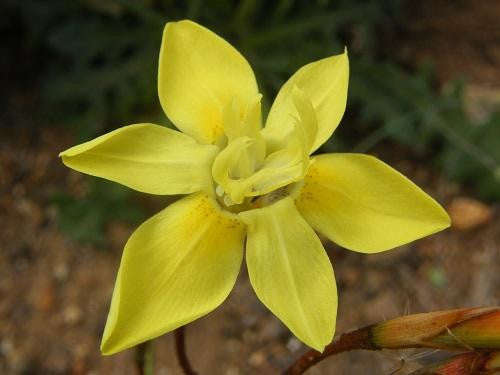 Moraea Bituminosa - Indigenous South African Bulb - 10 Seeds