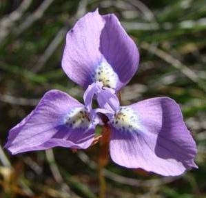 Moraea Tripetala - Indigenous South African Bulb - 10 Seeds