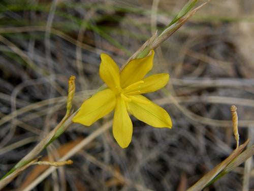 Moraea Virgata - Indigenous South African Bulb - 10 Seeds