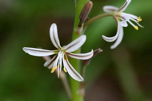 Trachyandra Divaricata - Indigenous South African Bulb - 10 Seeds