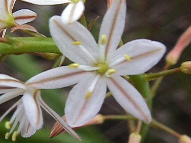 Trachyandra Hirsuta - Indigenous South African Bulb - 10 Seeds