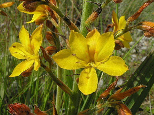 Wachendorfia Paniculata - Indigenous South African Bulb - 10 Seeds