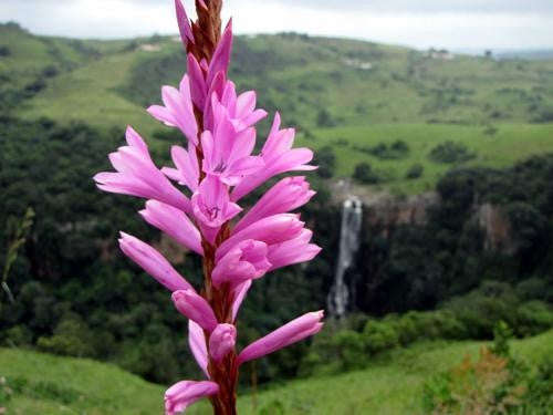 Watsonia Lepida - Indigenous South African Bulb - 10 Seeds