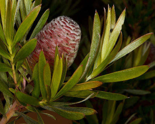 Leucadendron Coniferum - Indigenous South African Protea - 10 Seeds