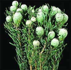 Leucadendron Galpinii - Indigenous South African Protea - 5 Seeds