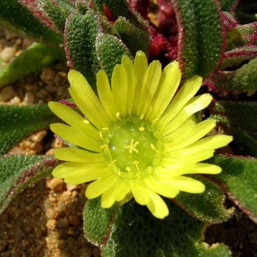 Cleretum Papulosum - Indigenous South African Succulent - 10 Seeds
