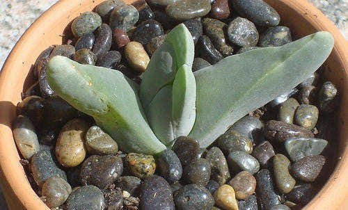 Gibbaeum Haagei - Indigenous South African Succulent - 10 Seeds