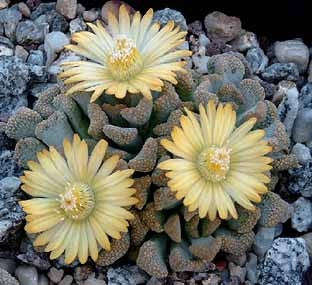 Titanopsis Schwantesii - Indigenous South African Succulent - 10 Seeds