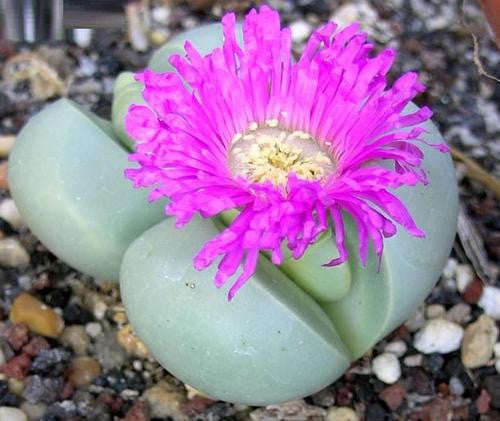 Argyroderma Subalbum - Indigenous South African Succulent - 10 Seeds