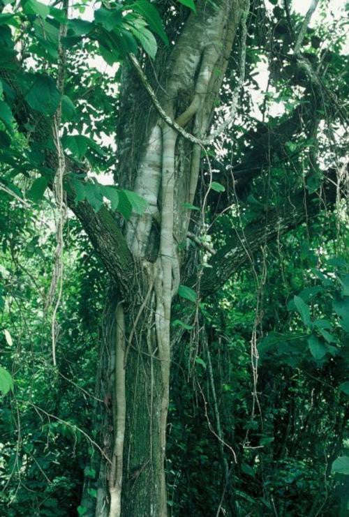 Ficus Polita - Indigenous South African Fig Tree - 10 Seeds