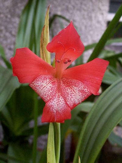 Gladiolus Saundersii - Indigenous South African Bulb - 5 Seeds