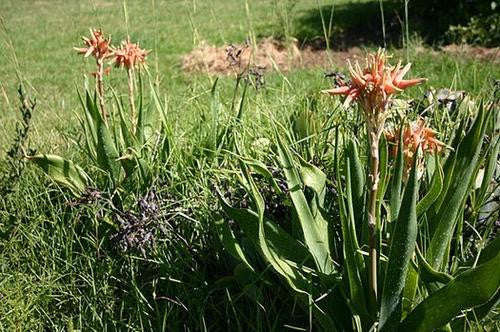 Aloe Ecklonis - Indigenous South African Succulent - 10 Seeds