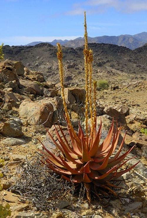 Aloe Gariepensis - Indigenous South African Succulent - 10 Seeds