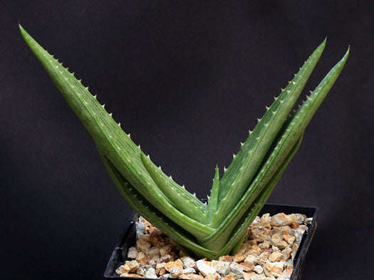 Aloe Hahnii - Indigenous South African Succulent - 10 Seeds