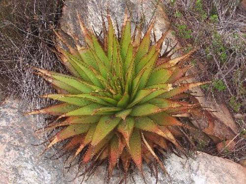 Aloe Lineata Muirii - Indigenous South African Succulent - 10 Seeds